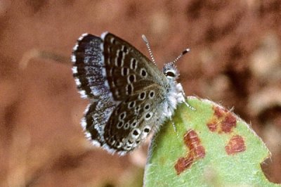 Pseudophilotes abencerragus