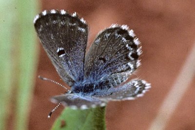 Pseudophilotes abencerragus