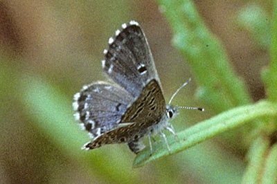 Pseudophilotes abencerragus