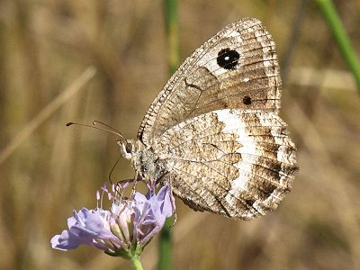 Satyrus actaea