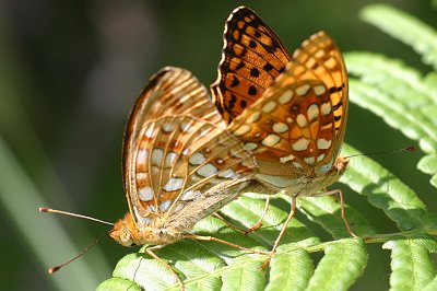 Fabriciana adippe