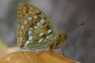 Fabriciana adippe