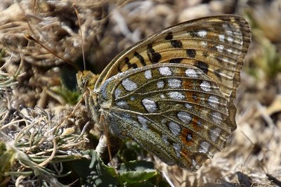 Fabriciana adippe chlorodippe