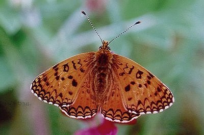 Melitaea aetherie