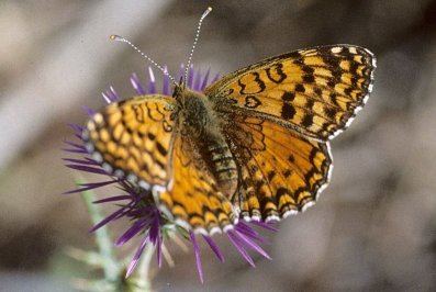Melitaea aetherie