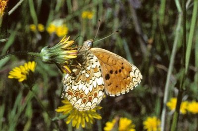 Melitaea aetherie