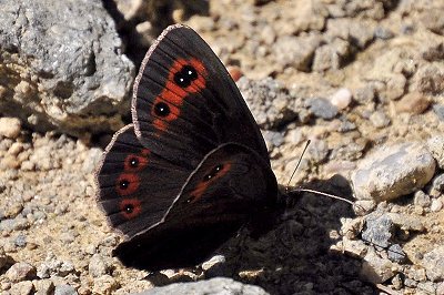 Erebia aethiops