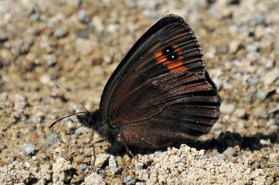 Erebia aethiops