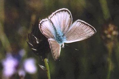 Polyommatus fulgens ainsae