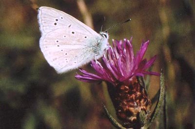 Polyommatus fulgens ainsae
