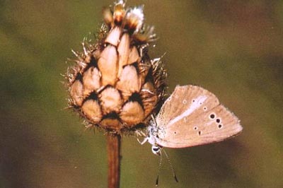 Polyommatus fulgens ainsae