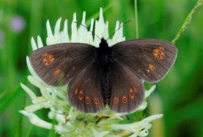 Erebia albergana phorcys