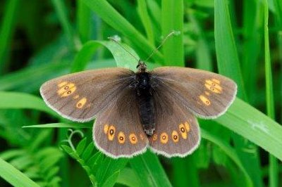 Erebia albergana phorcys