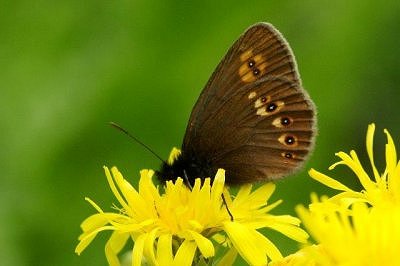 Erebia albergana phorcys