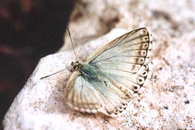 Lysandra albicans albicans