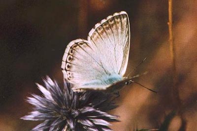 Lysandra albicans arragonensis