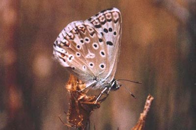 Lysandra albicans arragonensis