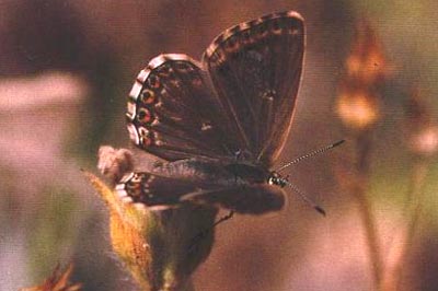Lysandra albicans arragonensis
