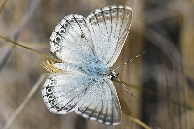 Lysandra albicans arragonensis