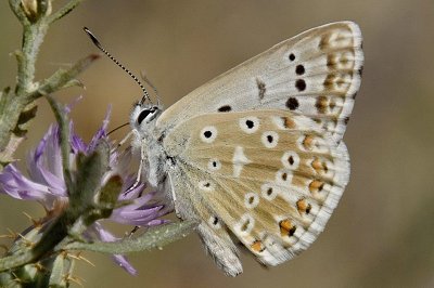 Lysandra albicans arragonensis