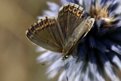 Lysandra albicans arragonensis