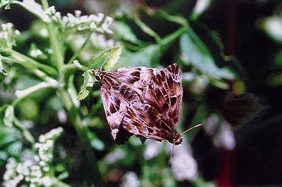 Carcharodus alceae
