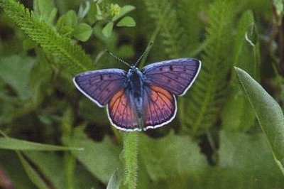 Lycaena alciphron alciphron
