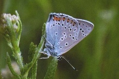 Lycaena alciphron alciphron