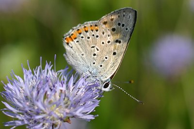 Lycaena alciphron alciphron