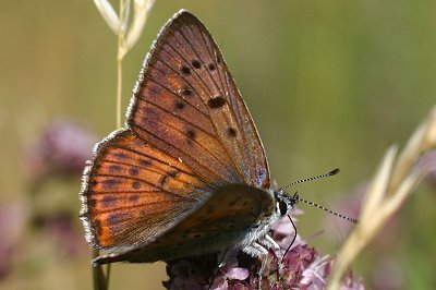 Lycaena alciphron alciphron