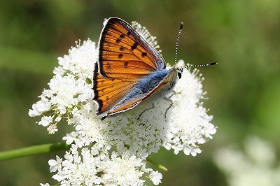 Lycaena alciphron melibaeus