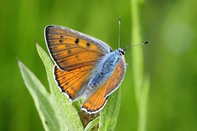 Lycaena alciphron melibaeus