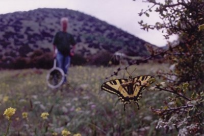 Papilio alexanor