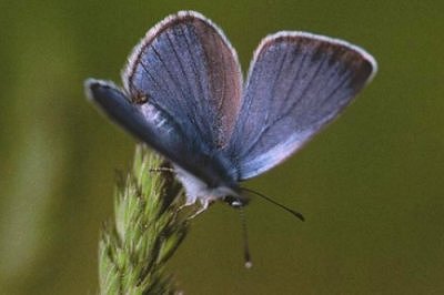 Glaucopsyche alexis