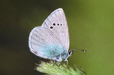 Glaucopsyche alexis