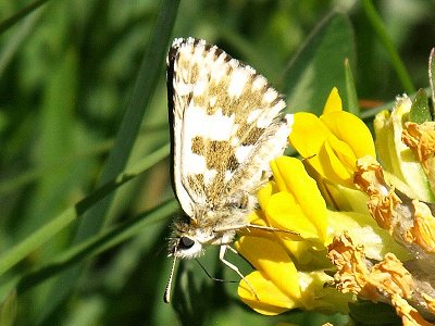 Pyrgus alveus