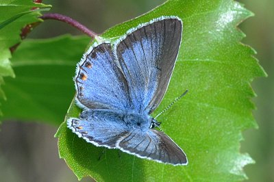 Polyommatus amanda f. azurea