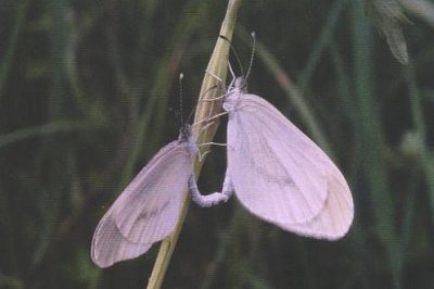 Leptidea amurensis