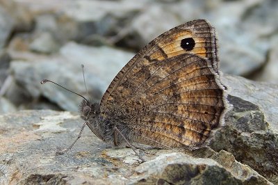 Pseudochazara amymone