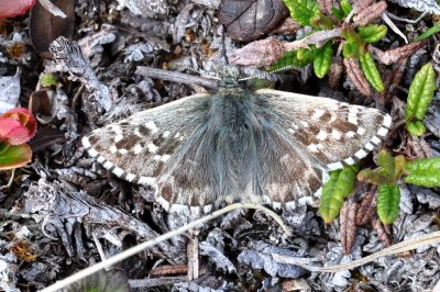 Pyrgus andromedae