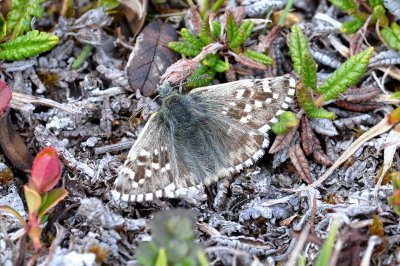 Pyrgus andromedae