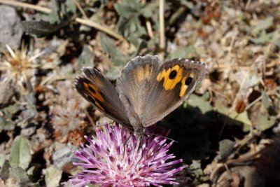 Pseudochazara anthelea