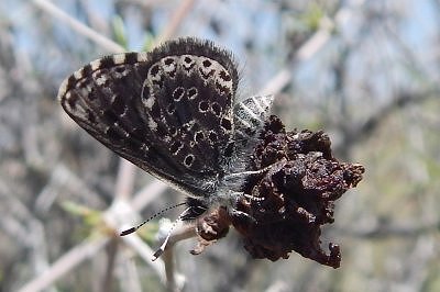 Praephilotes anthracias