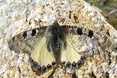 Archon apollinus