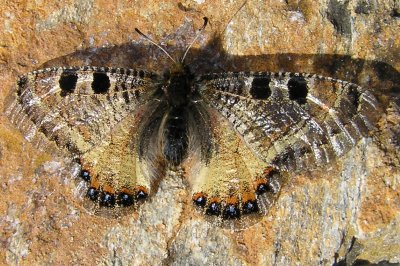 Archon apollinus