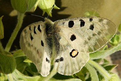 Parnassus apollo atrides