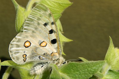 Parnassus apollo atrides