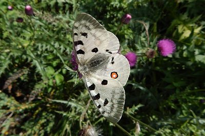 Parnassius apollo macedonicus