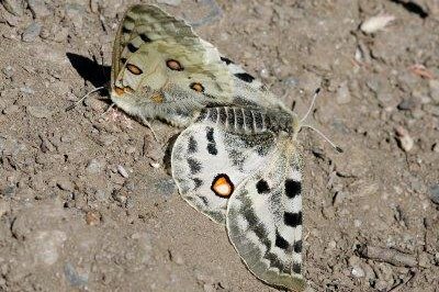 Parnassius apollo nevadensis