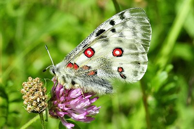 Parnassius apollo norvegica